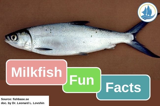 Milkfish Fun Facts